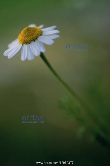 : Chamomile, Chamaemelum nobile : Chamomile, Chamaemelum nobile