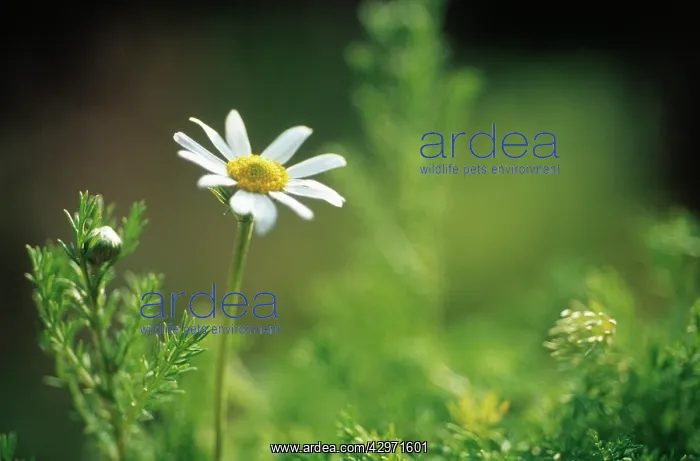 : Chamomile, Chamaemelum nobile : Chamomile, Chamaemelum nobile
