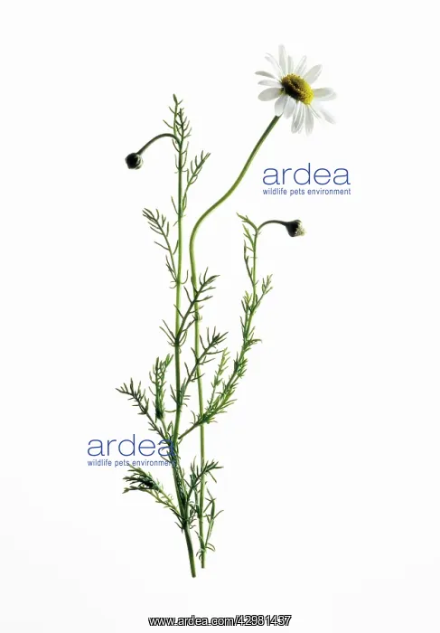 : Chamomile, Chamaemelum nobile : Chamomile, Chamaemelum nobile