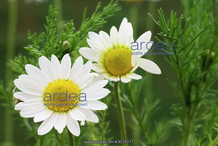 : Chamomile, Chamaemelum nobile : Chamomile, Chamaemelum nobile