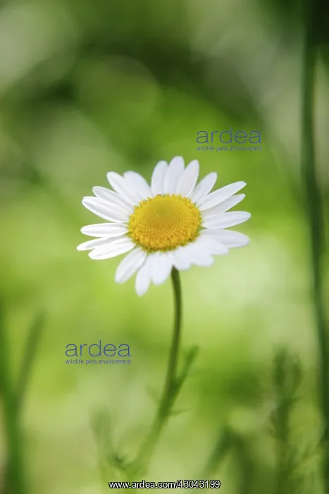 : Chamomile, Chamaemelum : Chamomile, Chamaemelum