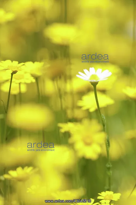  : Chamomile, Chamaemelum