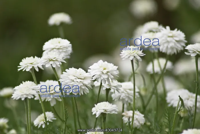 : Chamomile, Chamaemelum nobile Fore Pleno : Chamomile, Chamaemelum nobile Fore Pleno