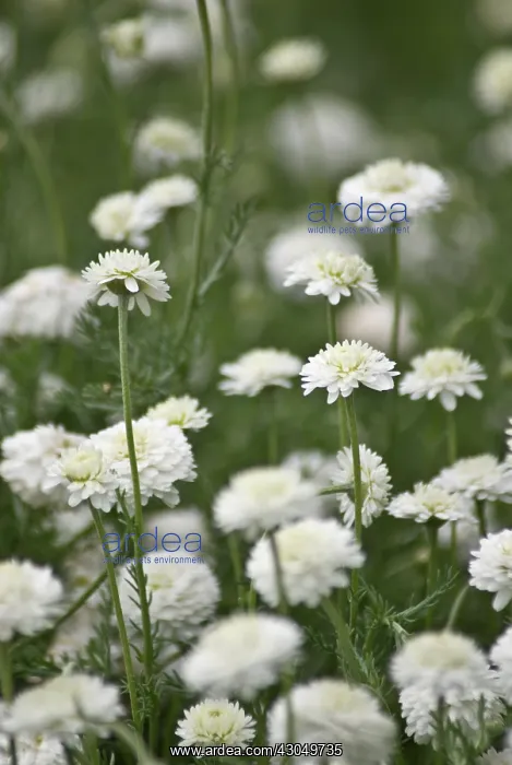 : Chamomile, Chamaemelum nobile Fore Pleno : Chamomile, Chamaemelum nobile Fore Pleno