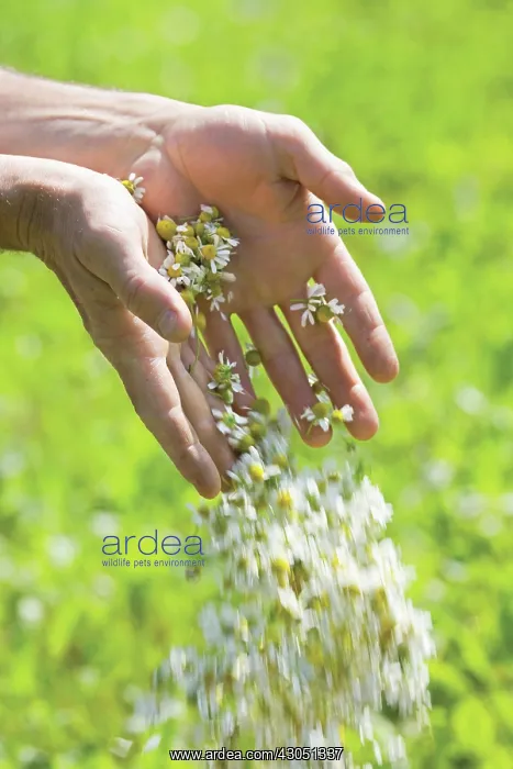 : Chamomile, Chamaemelum : Chamomile, Chamaemelum