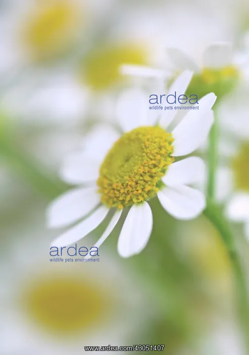 : Chamomile, Chamaemelum : Chamomile, Chamaemelum