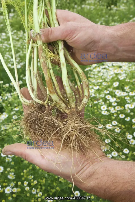 : Chamomile, Chamaemelum : Chamomile, Chamaemelum
