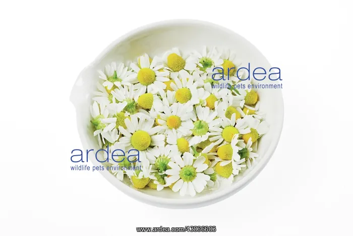 : Chamomile, German, Matricaria recutita : Chamomile, German, Matricaria recutita