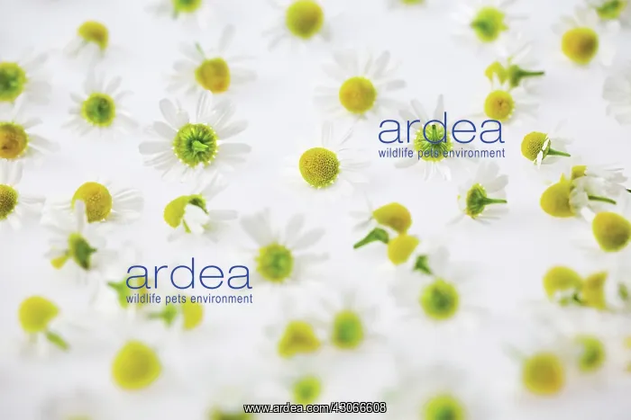 : Chamomile, German, Matricaria recutita : Chamomile, German, Matricaria recutita