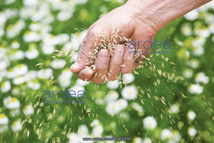 : Chamomile, German, Matricaria recutita : Chamomile, German, Matricaria recutita