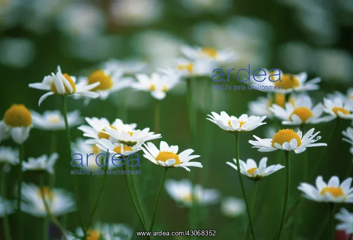 : Chamomile, Chamaemelum nobile : Chamomile, Chamaemelum nobile