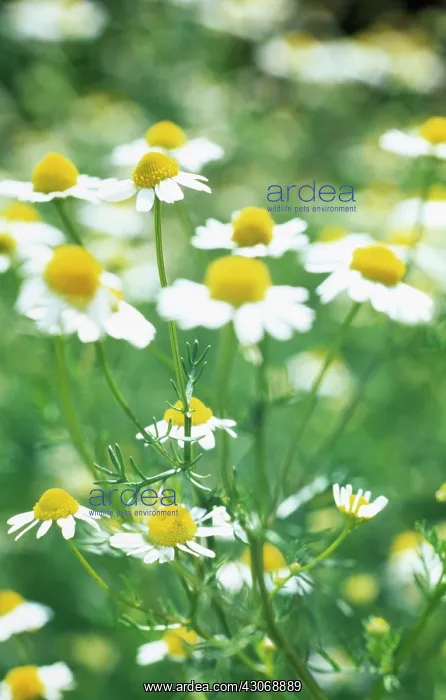 : Chamomile, Chamaemelum nobile : Chamomile, Chamaemelum nobile