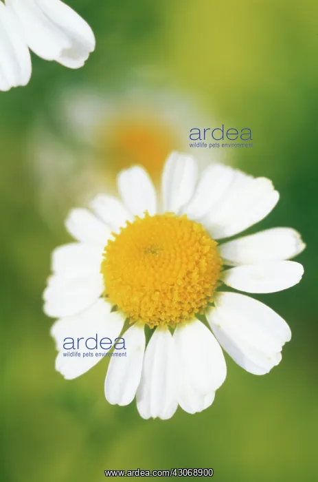 : Chamomile, Chamaemelum nobile