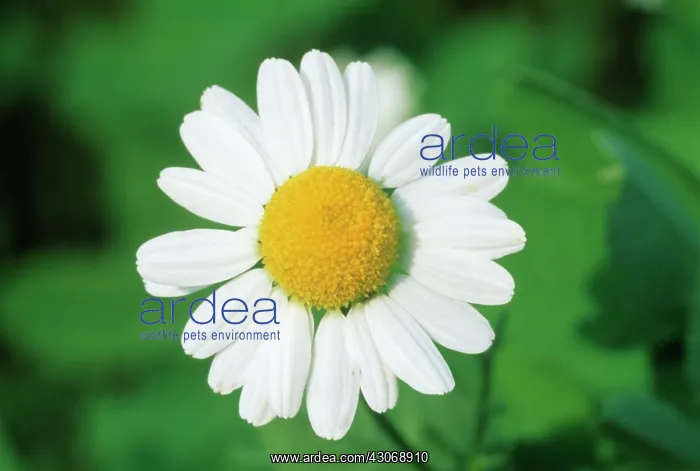 : Chamomile, Chamaemelum nobile : Chamomile, Chamaemelum nobile