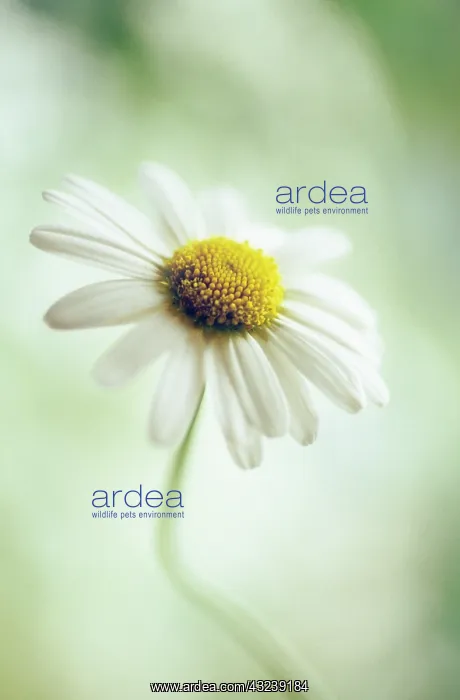 : Chamomile, Chamaemelum nobile : Chamomile, Chamaemelum nobile