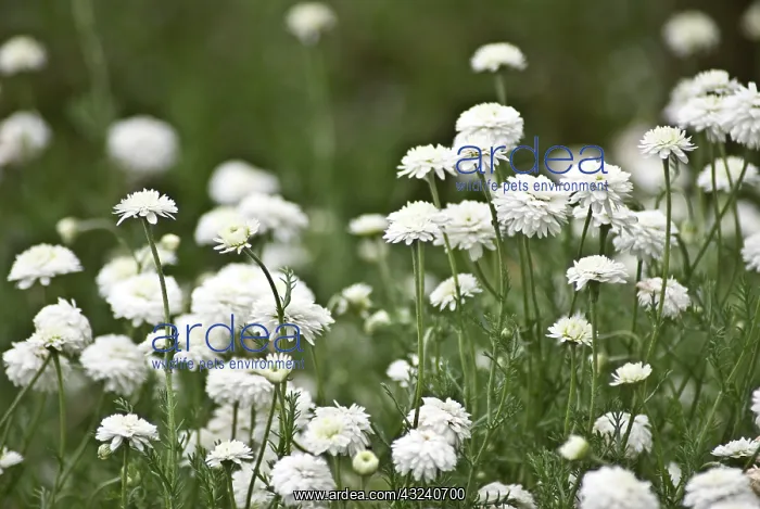 : Chamomile, Chamaemelum nobile Fore Pleno : Chamomile, Chamaemelum nobile Fore Pleno
