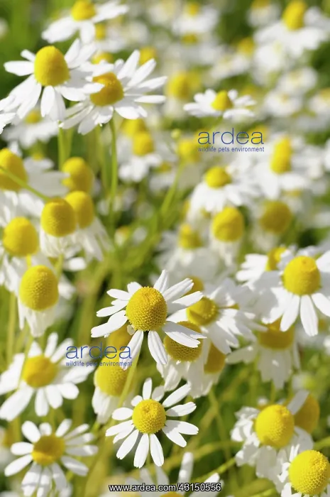 : Chamomile, Chamaemelum, Mass of daisy shaped flowers growing : Chamomile, Chamaemelum, Mass of daisy shaped flowers growing