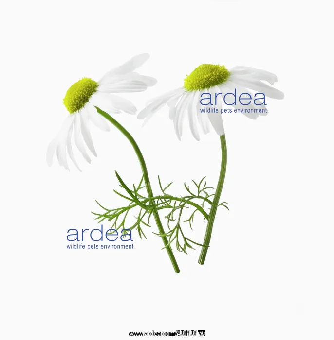 : Chamomile, Chamaemelum nobile, Side view of two : Chamomile, Chamaemelum nobile, Side view of two