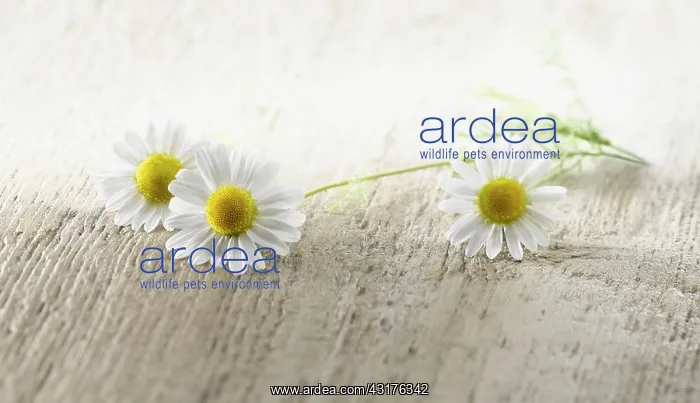: Chamomile, Chamaemelum nobileon. Three flowers with : Chamomile, Chamaemelum nobileon. Three flowers with