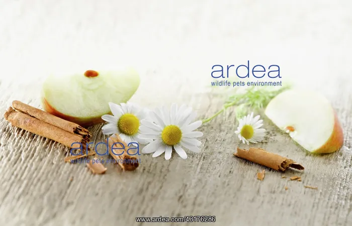 : Chamomile, Chamaemelum nobileon. Three flowers arranged : Chamomile, Chamaemelum nobileon. Three flowers arranged