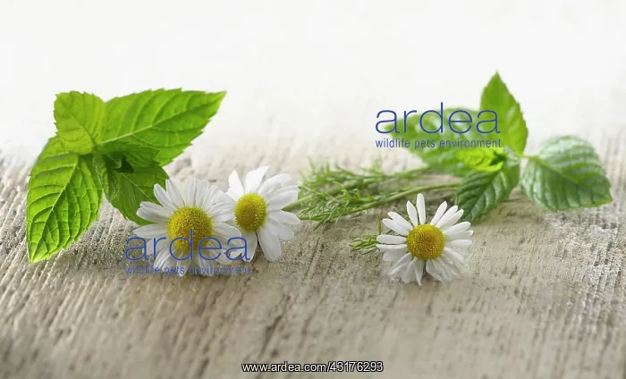 : Chamomile, Chamaemelum nobileon. Three flowers arranged : Chamomile, Chamaemelum nobileon. Three flowers arranged