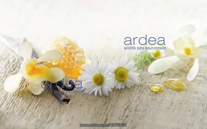 : Chamomile, Chamaemelum nobileon with Vanilla flowers : Chamomile, Chamaemelum nobileon with Vanilla flowers