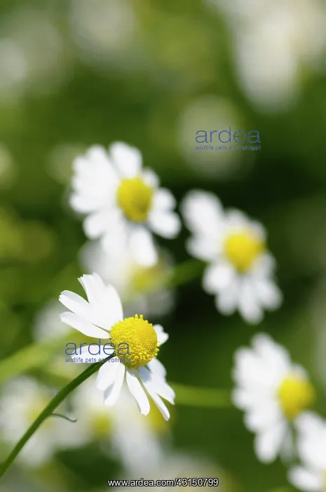 : Chamomile, German Chamomile, Matricaria recutita, White dais : Chamomile, German Chamomile, Matricaria recutita, White dais