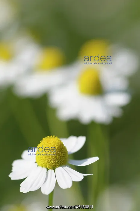 : Chamomile, German Chamomile, Matricaria recutita, White dais : Chamomile, German Chamomile, Matricaria recutita, White dais