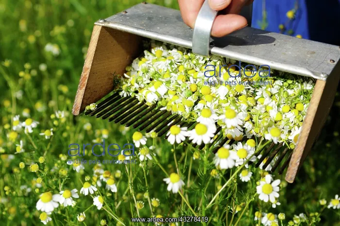  : Chamomile rake, herb farm, Pflegerhof farm, Castelrotto