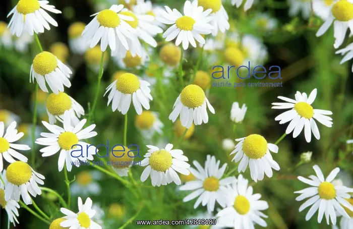 : Chamomile / Scented Mayweed Flower : Chamomile / Scented Mayweed Flower
