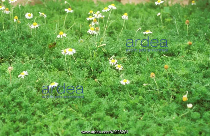  : CHAMOMILE SEAT