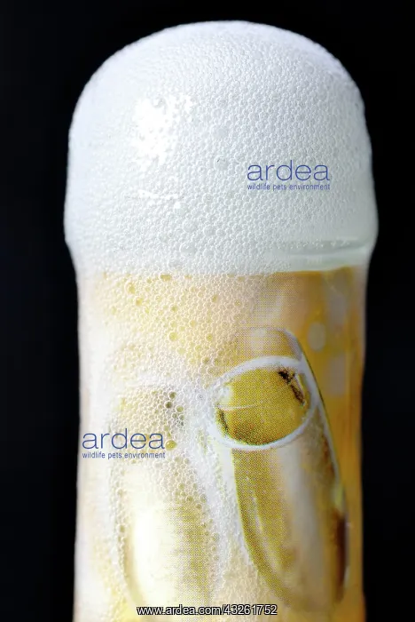 : Champagne bottle foaming over, artificial carbon : Champagne bottle foaming over, artificial carbon