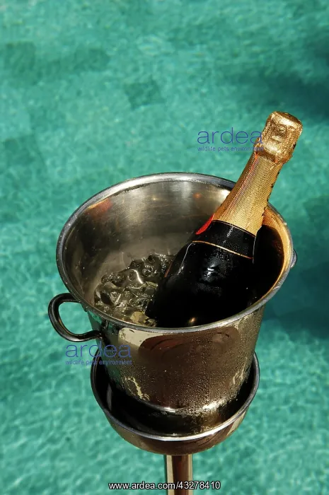 : Champagne in champagne cooler at private swimming : Champagne in champagne cooler at private swimming