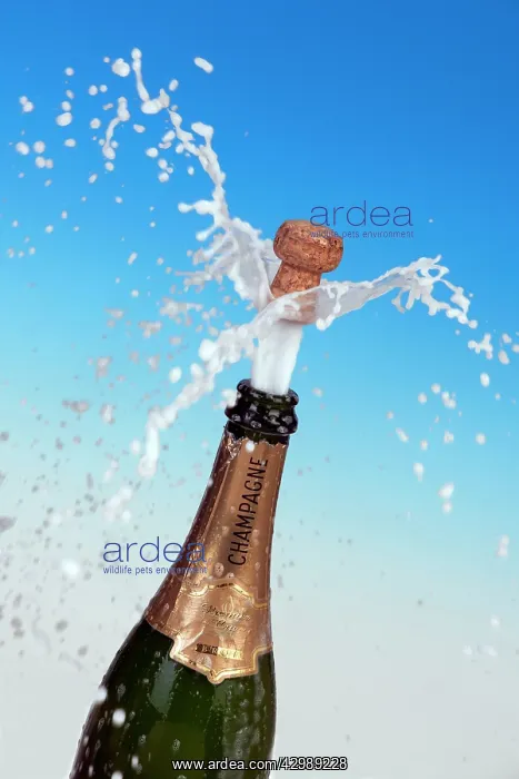  : Champagne cork shooting out of the bottle