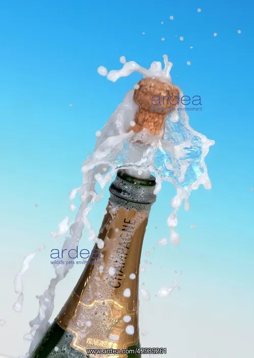  : Champagne cork shooting out of the bottle