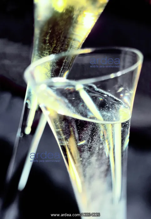 : Champagne glasses : Champagne glasses