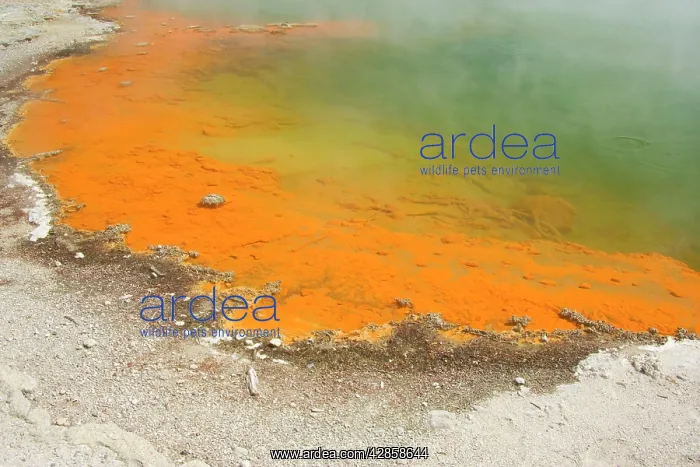 : The Champagne Pool - a colourful hot spring in : The Champagne Pool - a colourful hot spring in