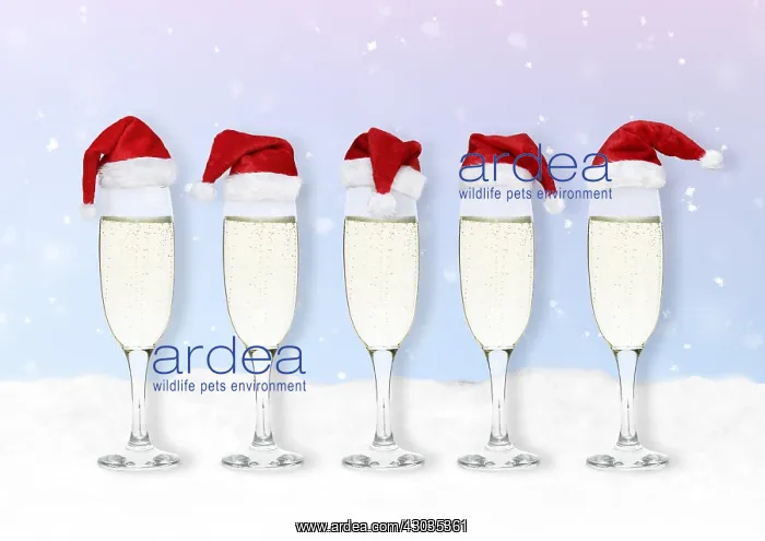 : Champagne / Prosecco filled galsses with Christmas hats : Champagne / Prosecco filled galsses with Christmas hats