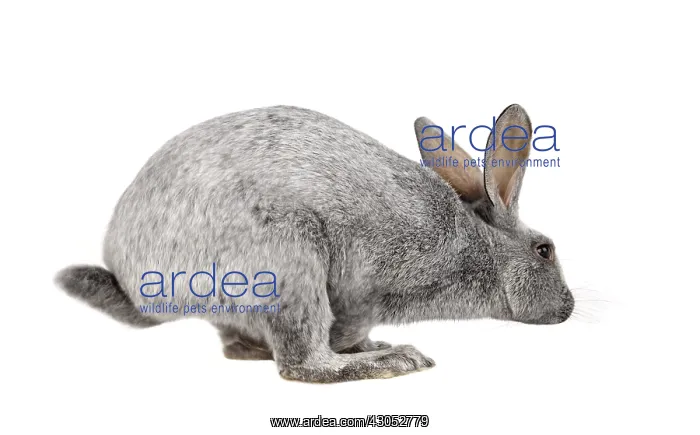 : Champagne silver rabbit jumping : Champagne silver rabbit jumping