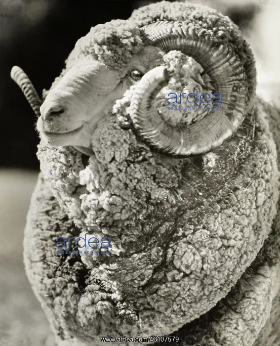 : Champion Australian Merino : Champion Australian Merino