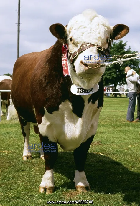 : Champion Hereford BULL : Champion Hereford BULL