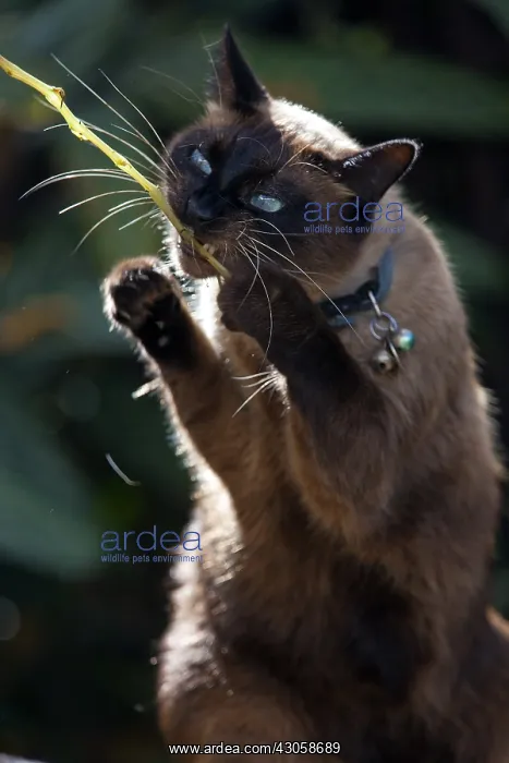  : Chanel Siamese cats playing in autumn leaves France