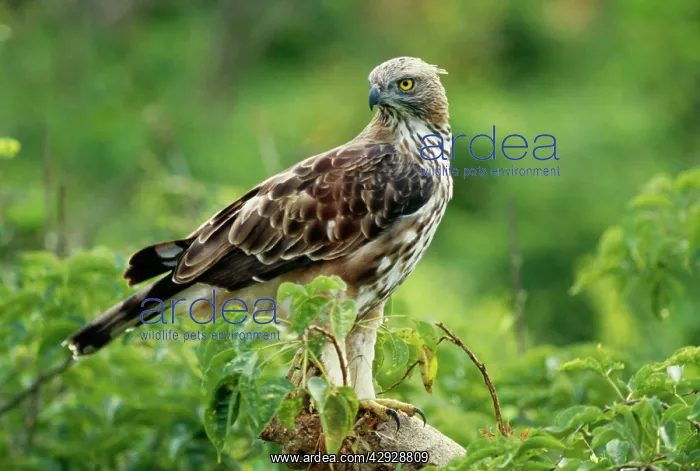 : Changeable / Crested / Ceylon HAWK EAGLE : Changeable / Crested / Ceylon HAWK EAGLE