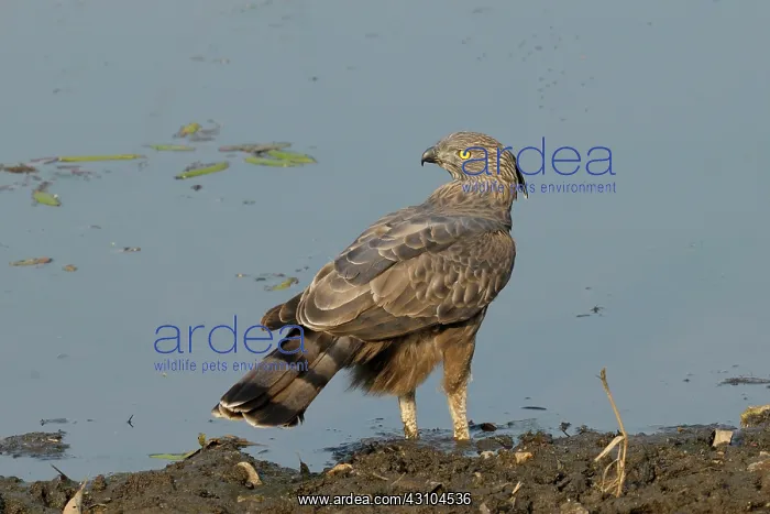 : Changeable Hawk Eagle : Changeable Hawk Eagle
