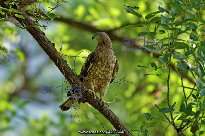  : Changeable Hawk Eagle. Corbett National Park