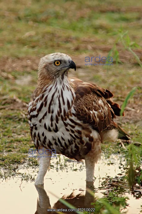  : Changeable Hawk Eagle, Corbett National Park