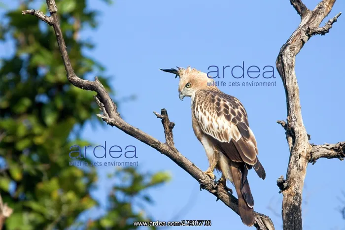 : Changeable Hawk Eagle / Crested Hawk Eagle : Changeable Hawk Eagle / Crested Hawk Eagle