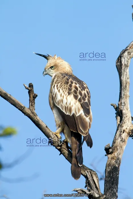 : Changeable Hawk Eagle / Crested Hawk Eagle : Changeable Hawk Eagle / Crested Hawk Eagle