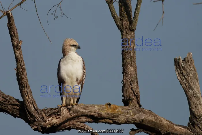 : changeable hawk-eagle or crested hawk-eagle : changeable hawk-eagle or crested hawk-eagle