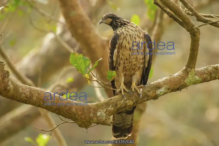 : changeable hawk-eagle or crested hawk-eagle : changeable hawk-eagle or crested hawk-eagle